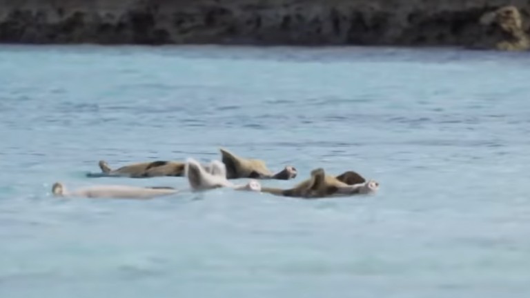 © La vérité sur les cochons des Bahamas, Zapping Sauvage - France 2